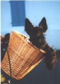 paddi le scottish terrier a velo